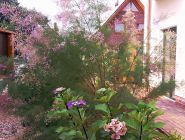 Tamariske am Hotel.jpg